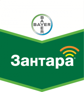 Зантара, КЭ