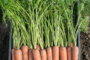 Бермуда F1, морковь сортотипа Берликум