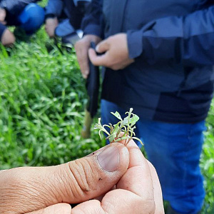 Фотогалерея Кросспродуктивный тренинг по сорным растениям и эффективным методам борьбы с ними.